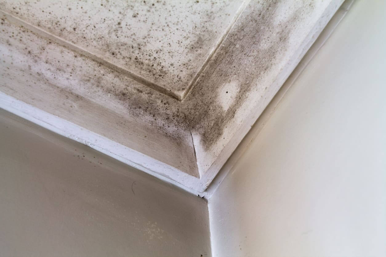 Does Your Home Have Mold?